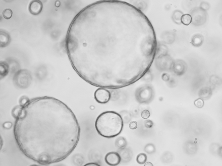 胃上皮类器官细胞因子组合效价验证