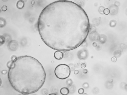 标准化类器官模型